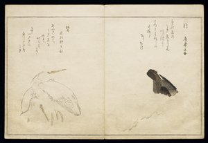 Cormorant on the right and two snowy herons on the left, from an album 
