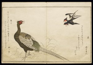 Pair of Chimney Swallows and a Green Pheasant, from an album 