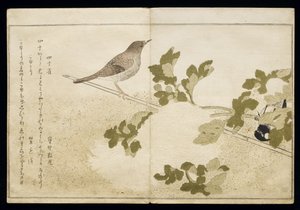 Manchurian Great Tit and a Robin (from an album 