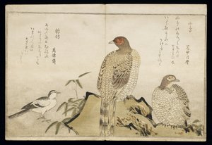 Two Copper Pheasants and a Wagtail, from an Album 