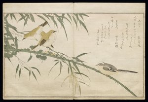 Long-Tailed Tit and Three White Eyes, from an Album 