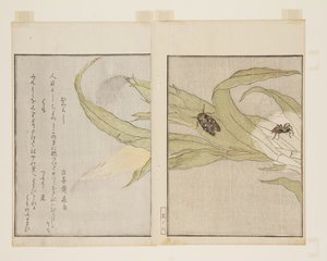Spider and Evening Cicada