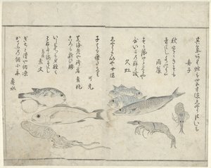 Sea Creatures