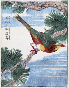 Bird on a Tree. Japanese Drawing by Kitao Kosuisai