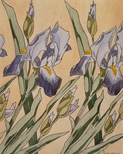 Iris
