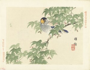 Gray-Blue Bird