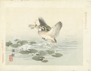 Kingfisher