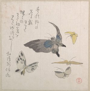 Butterflies by Kubo Shunman