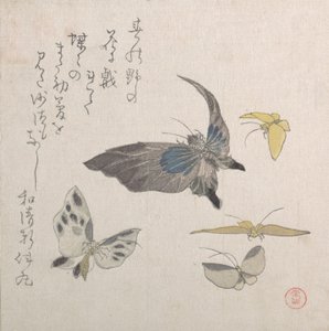 Butterflies, 19th century