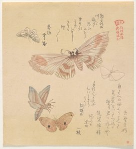 Butterflies and Moths, from the series A Flock of Butterflies