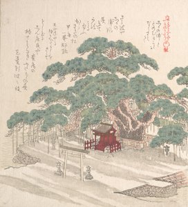 Shrine Under a Big Pine Tree