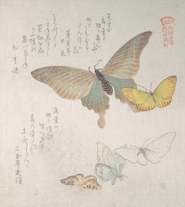 Various moths and butterflies