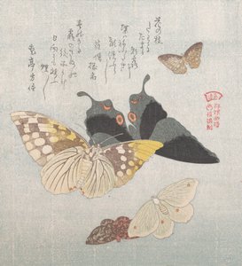 Various moths and butterflies, 19th century