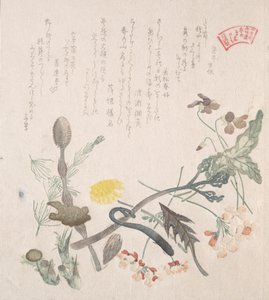 Violets, Primroses and Other Spring Flowers