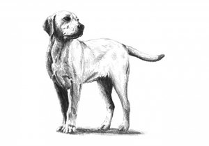 Attentive Dog Sketch by Kulik