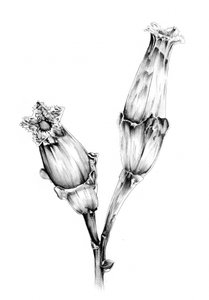 Botanical Flower Study by Kulik