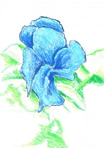 Bright Blue Flower Drawing by Kulik