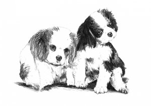 Cavalier Puppy Companions