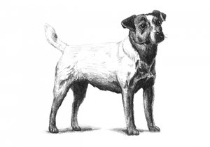 Classic Terrier Drawing by Kulik