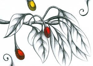 Colorful Berries Branch