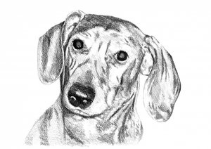Curious Dachshund Sketch