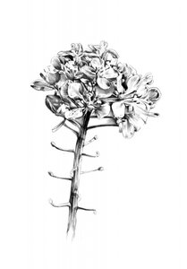 Delicate Floral Sketch by Kulik