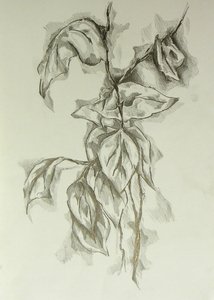 Delicate Leaf Study by Kulik