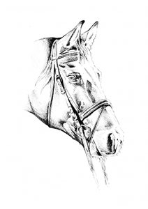 Elegant Bridled Horse