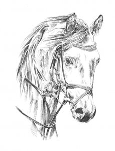 Elegant Horse Portrait by Kulik