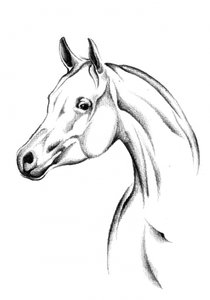 Elegant Horse Sketch