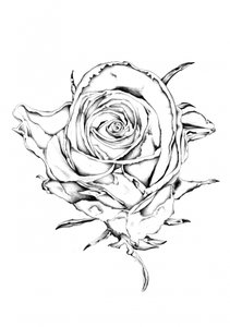 Elegant Rose Drawing