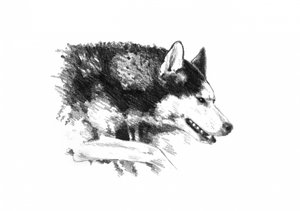 Intense Husky Portrait