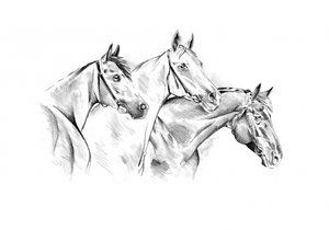 Majestic Horse Drawing by Kulik