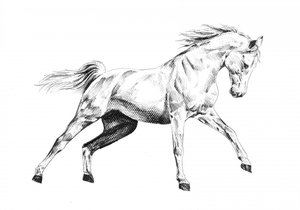 Majestic Horse Gallop