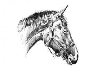 Majestic Horse Head Drawing by Kulik