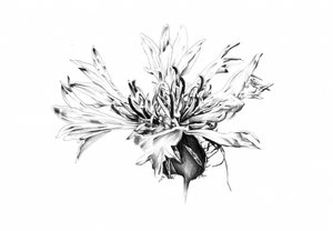 Monochrome Cornflower Study by Kulik