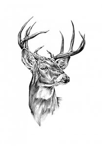 Noble Buck Portrait by Kulik
