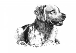 Noble Dog Portrait