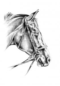 Noble Equine Drawing
