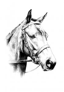 Noble Horse Portrait