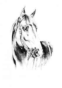 Noble Horse Portrait