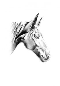 Noble Horse Profile by Kulik
