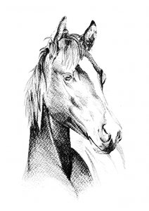 Noble Horse Profile