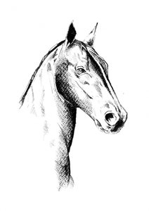 Noble Horse Profile