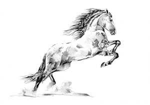Rearing Appaloosa Horse by Kulik