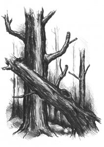 Rustic Forest Sketch