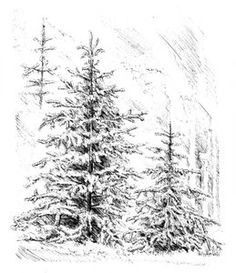 Snowy Evergreen Forest