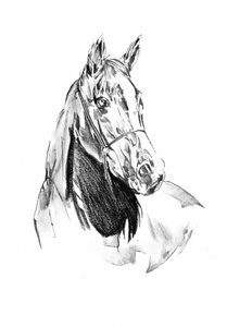 Spirited Horse Portrait