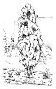 Tall Tree Garden Sketch