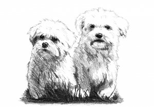 Two Fluffy Puppies